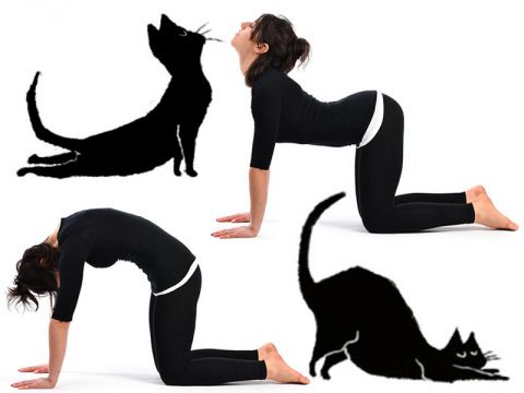 La posizione del gatto per combattere il mal di schiena